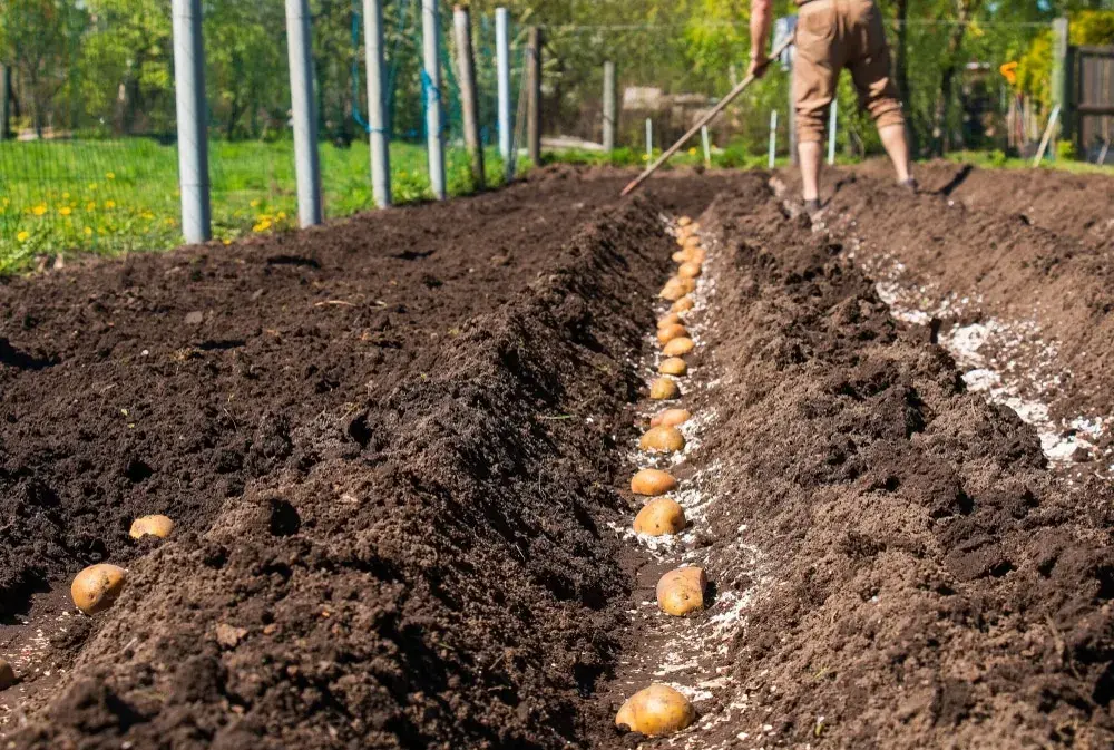 Potato Planting Depth: Guide to Optimal Spacing and Success