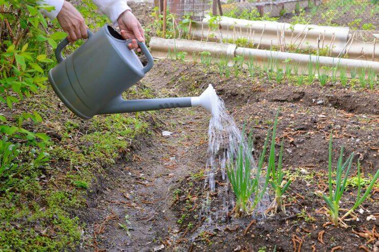 How to Water Onions for Strong Bulbs and Fewer Problems - plant care guide and tips by Plantlyze plant experts