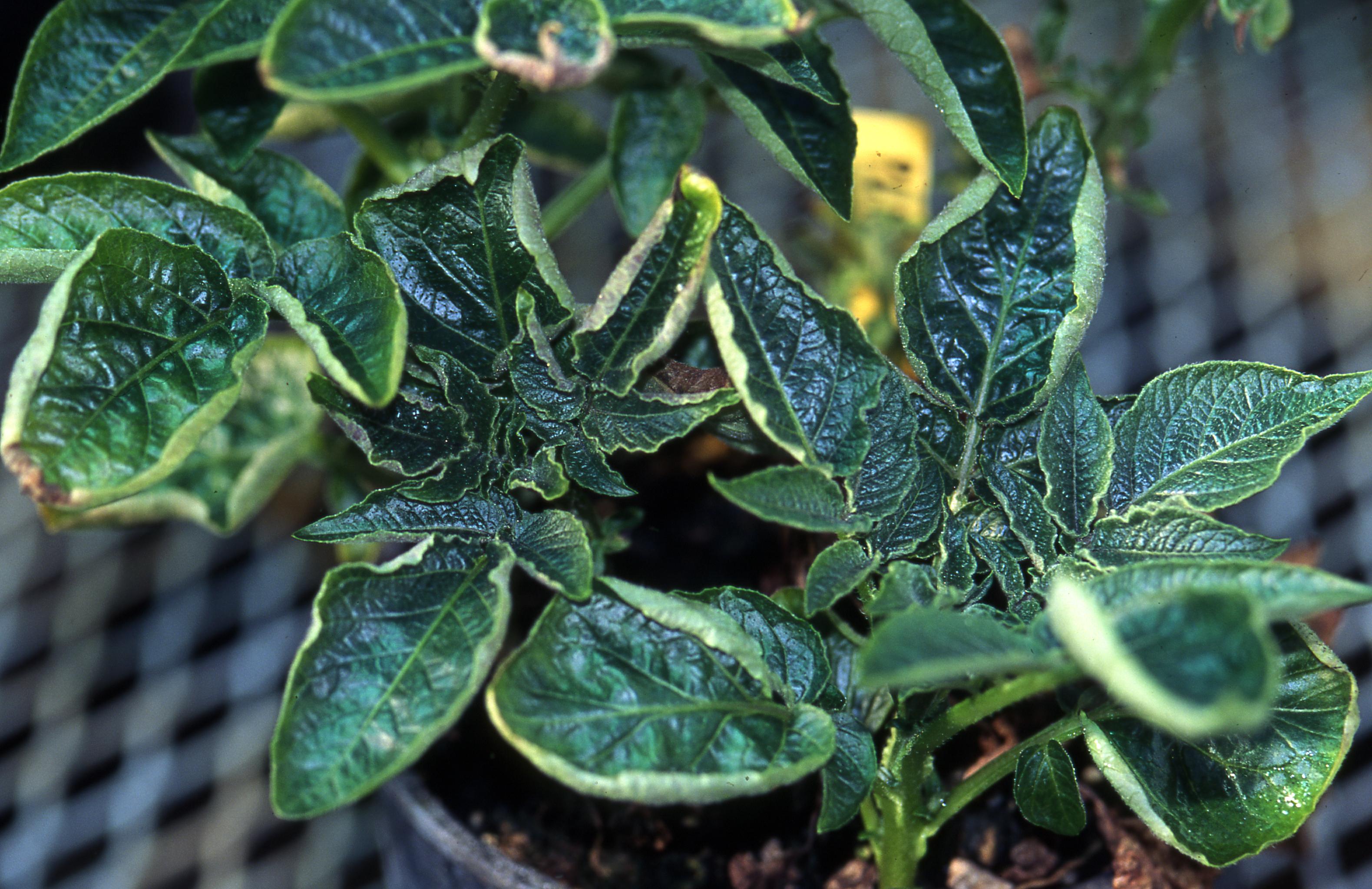 Potato Leafroll Virus: Complete Guide to PLRV