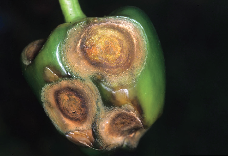 How to Identify and Treat Pepper Anthracnose - plant care guide and tips by Plantlyze plant experts