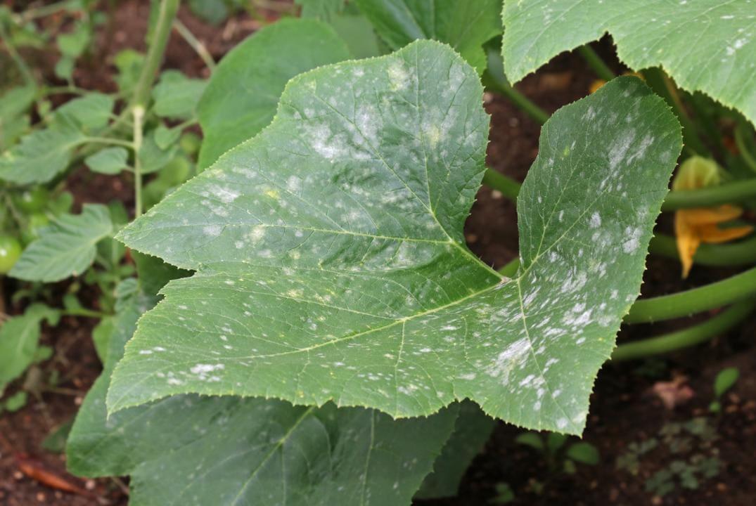 Powdery Mildew on Zucchini: Identify, Treat, Prevent (2025)
