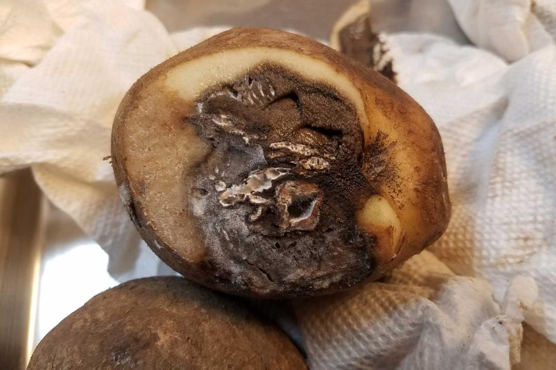 Potato Dry Rot Disease: Complete Management Guide
