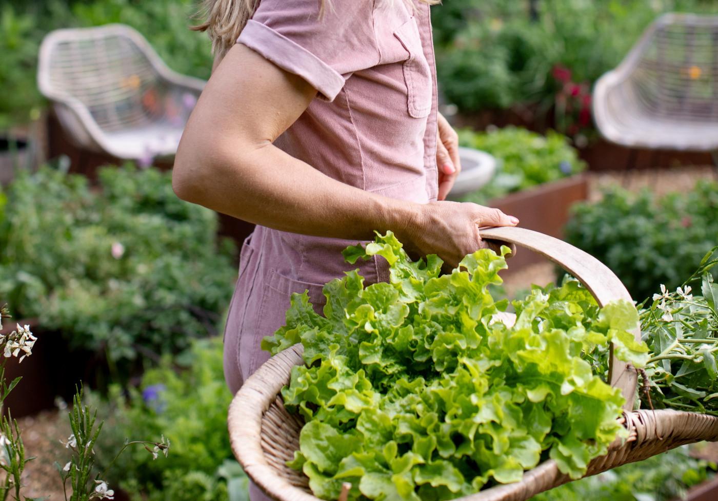 How to Harvest Lettuce Techniques for Maximum Production - your garden guide and tips by Plantlyze plant experts
