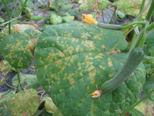 Cucumber Late Blight Prevention and Treatment Guide 2025 - plant care guide and tips by Plantlyze plant experts