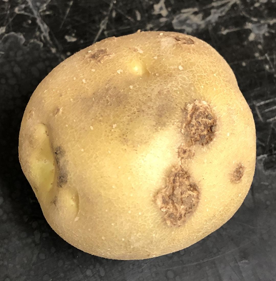 Common Scab Potatoes: Prevention & Treatment Guide