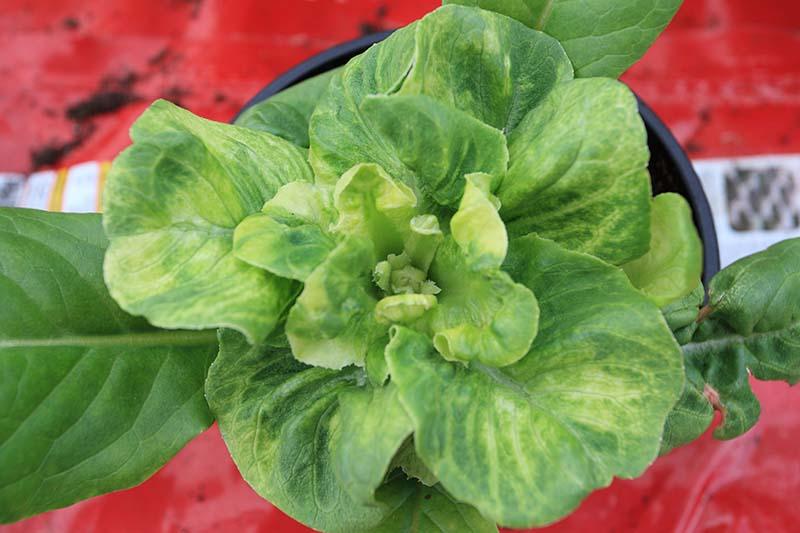 Lettuce Mosaic Virus: The Complete Guide