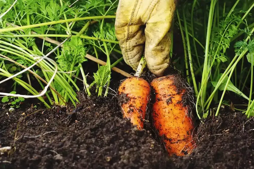 The Best Soil for Carrots Loose Rich and Perfectly Draining - best soil guide and tips by Plantlyze plant experts