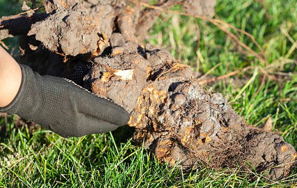 Spinach Root Rot Causes Symptoms and Organic Treatment - plant care guide and tips by Plantlyze plant experts