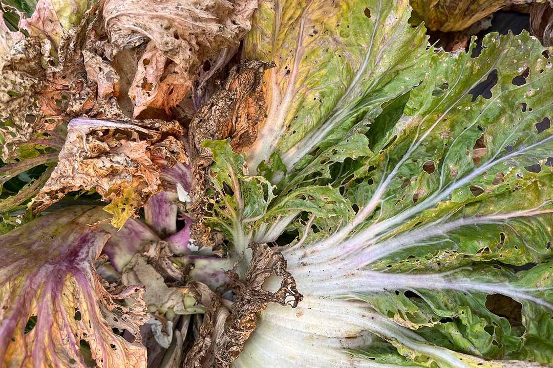 Lettuce Disease Treatment: Guide to Prevention and Cure