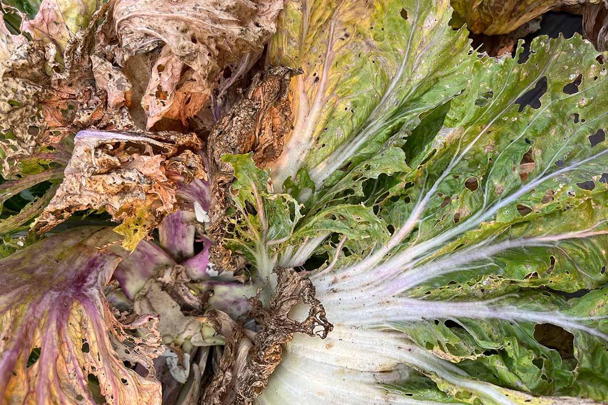 Lettuce Disease Treatment Complete Guide to Prevention and Cure - defense plantlyze guide and tips by Plantlyze plant experts