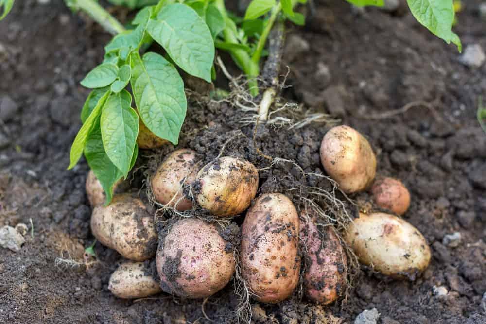 Potato Plant Care Guide: From Planting to Harvest