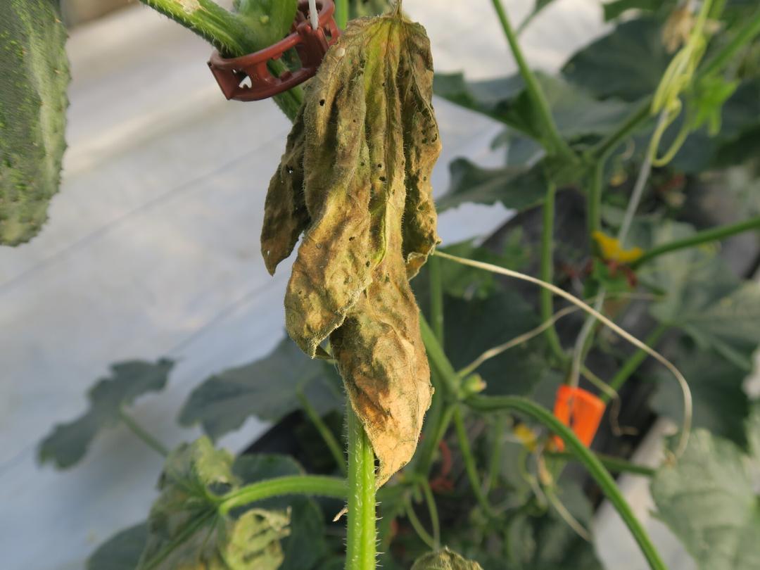 Cucumber Bacterial Wilt: Complete Guide