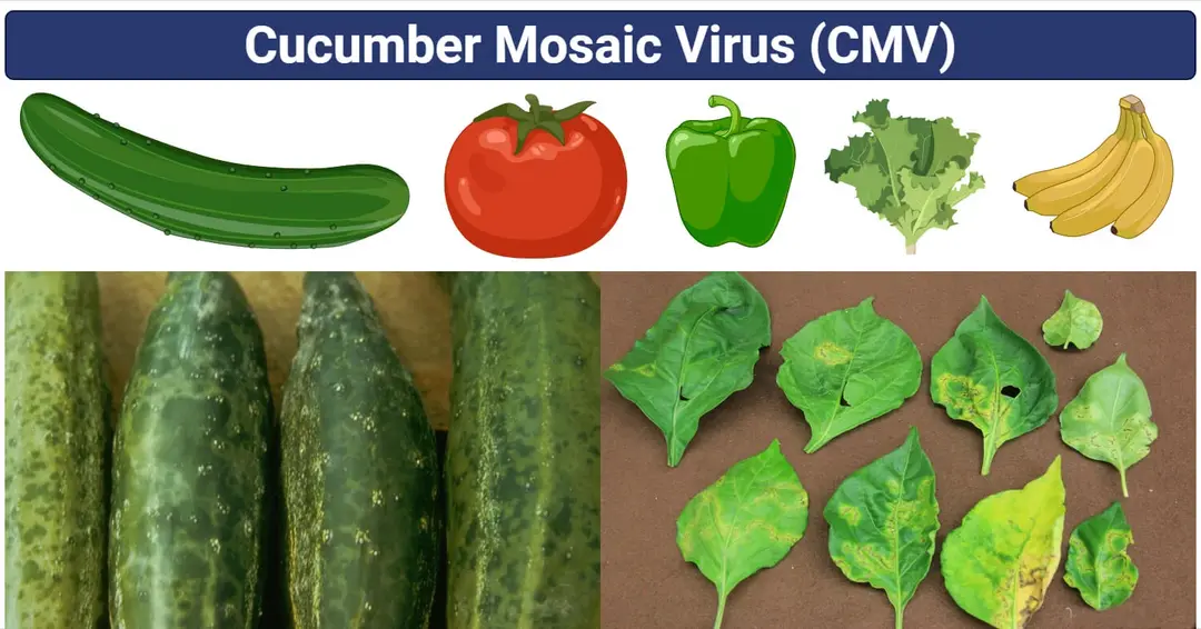 Cucumber Mosaic Virus: Complete Guide 