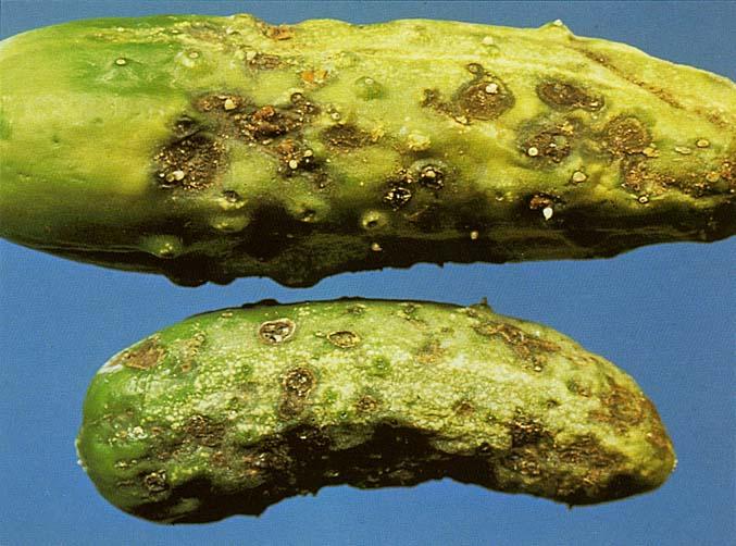 Cucumber Scab Disease: Prevention and Treatment Guide