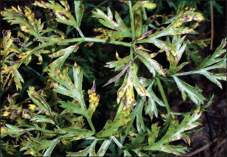 Carrot Cercospora Leaf Blight: Complete Management Guide