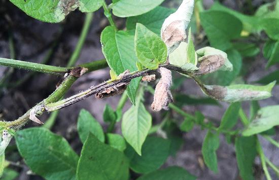 Complete Guide to Potato Late Blight - plant care guide and tips by Plantlyze plant experts
