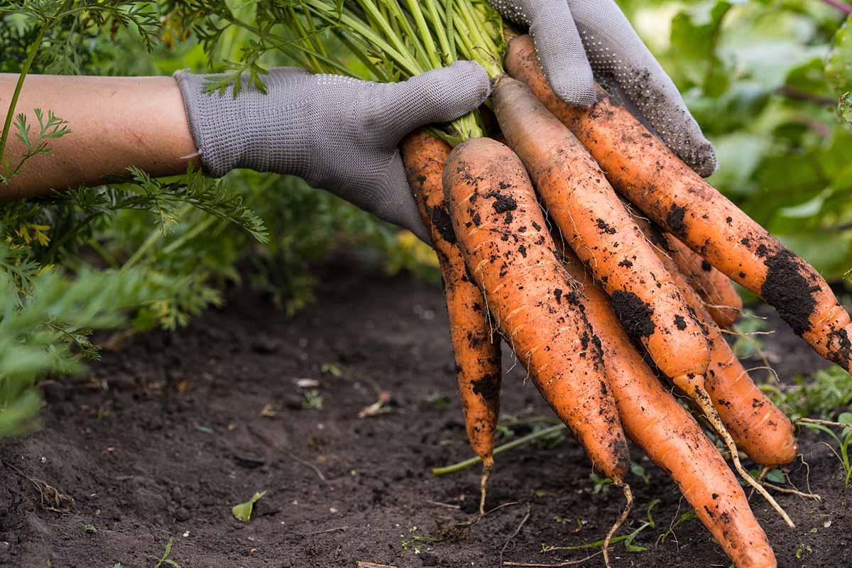 How to Harvest Carrots at the Perfect Time - plant care guide and tips by Plantlyze plant experts