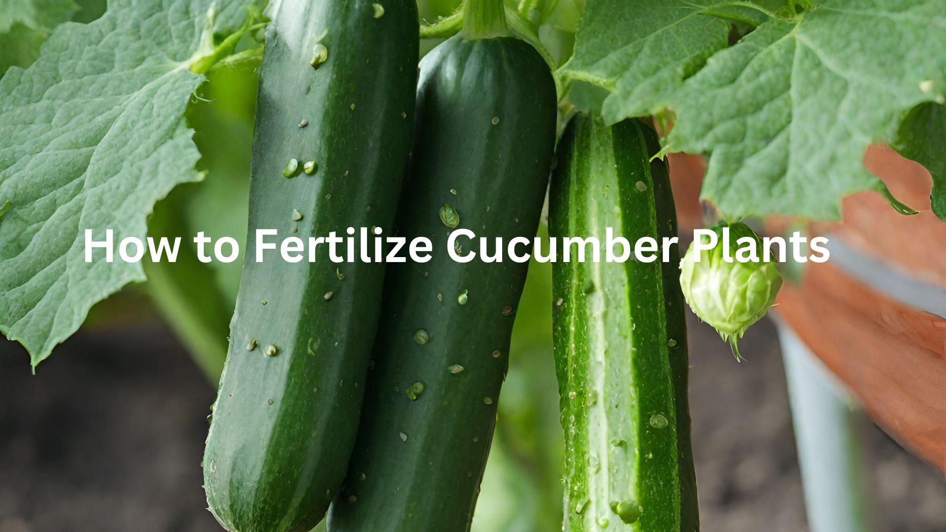 Cucumber Fertilizer Guide NPK Ratios and Applications - hungry plants guide and tips by Plantlyze plant experts