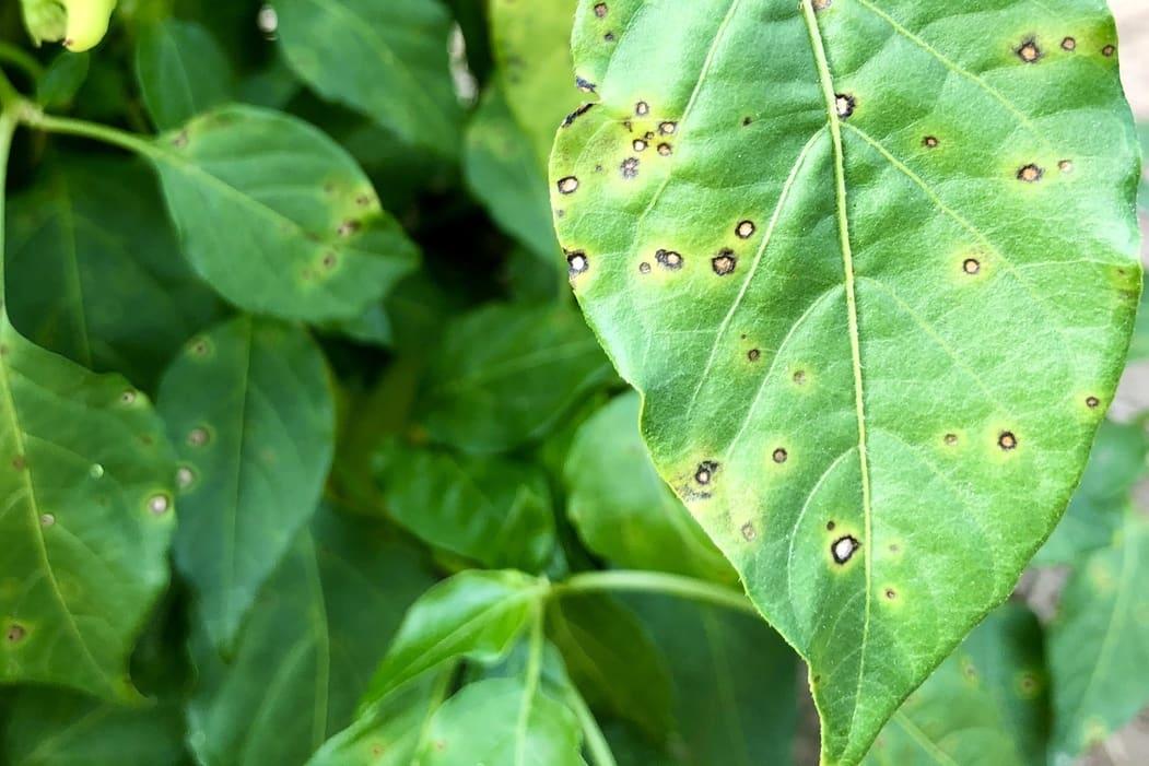 Pepper Leaf Spot: Identifying Bacterial vs. Fungal