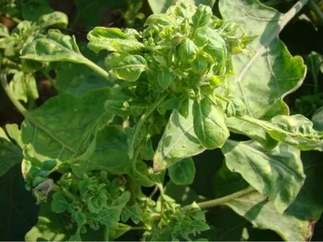 Eggplant Little Leaf Disease: The Invisible Killer