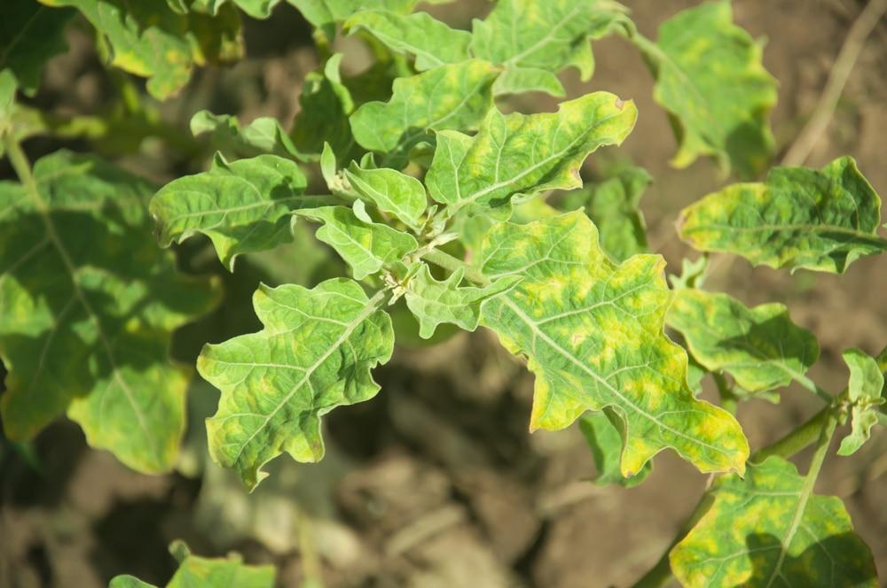Eggplant Nutrient Deficiency: Identify and Fix Problems