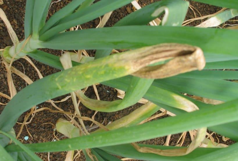 Onion Downy Mildew: How to Spot, Stop and Safeguard