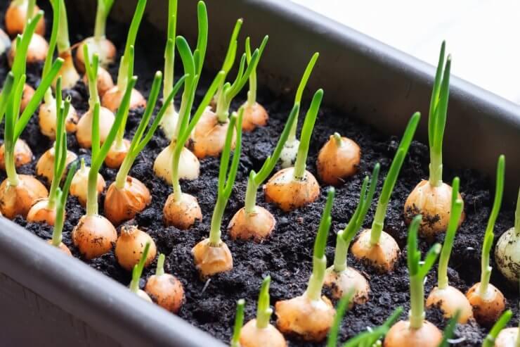 How to Grow Onions in Containers: Simple Step‑by‑Step Guide