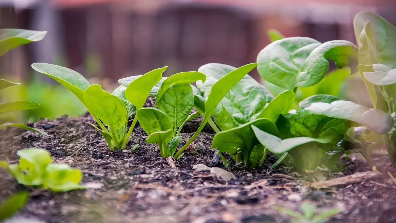 Spinach Harvesting When How and How Often - plant care guide and tips by Plantlyze plant experts