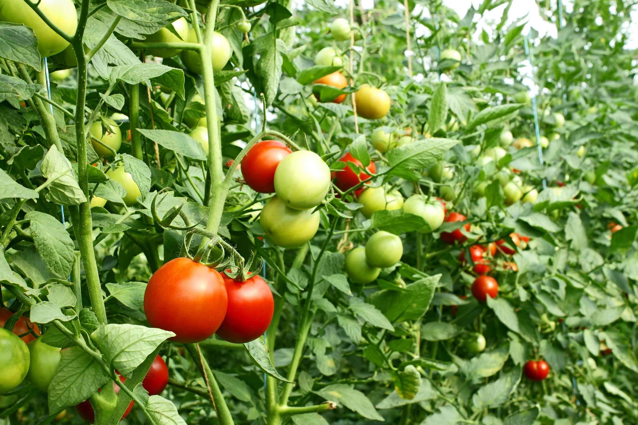 Complete Tomato Plant Care Guide From Seed to Harvest - Tomato  guide and tips by Plantlyze plant experts