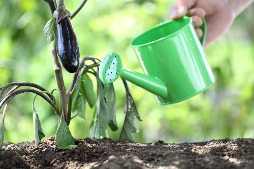WaterDisease Connection Irrigation Practices for Eggplants - plant care guide and tips by Plantlyze plant experts