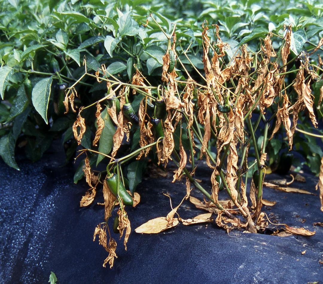 Pepper Phytophthora Blight: Treatment Guide