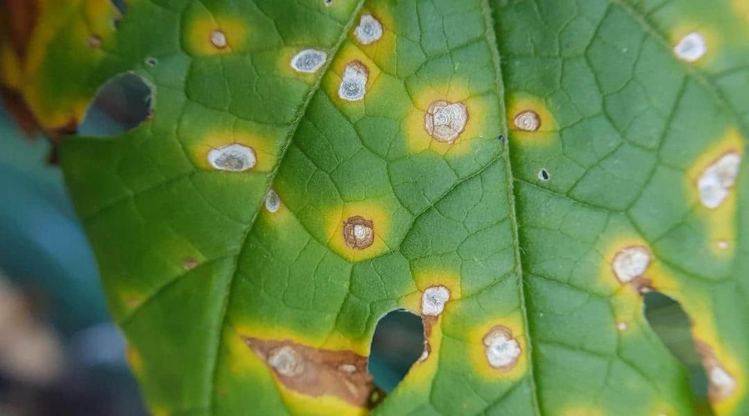 Zucchini Bacterial Leaf Spot: Early Detection