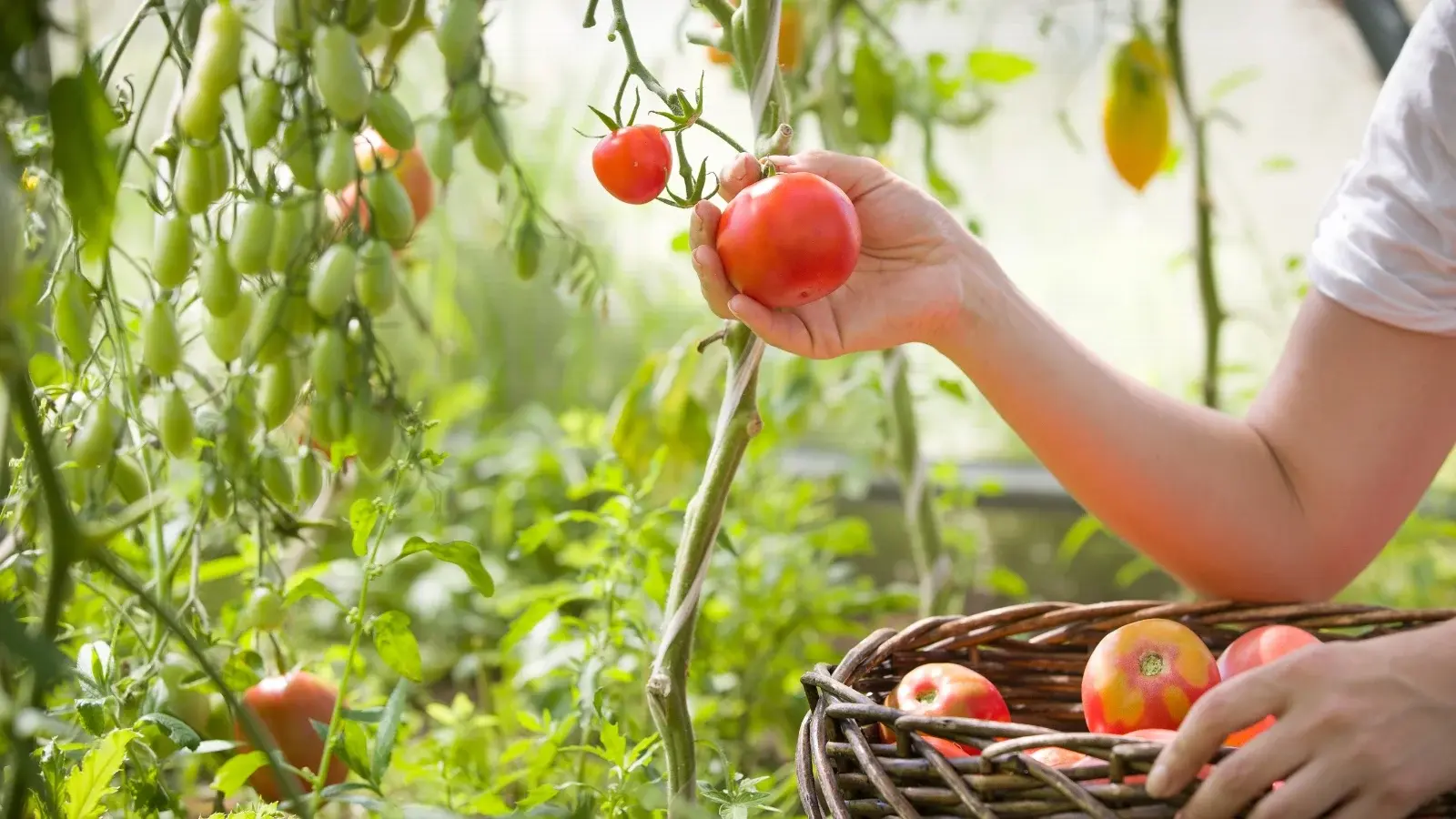 How to Harvest Tomatoes: Know When They're Ready to Pick