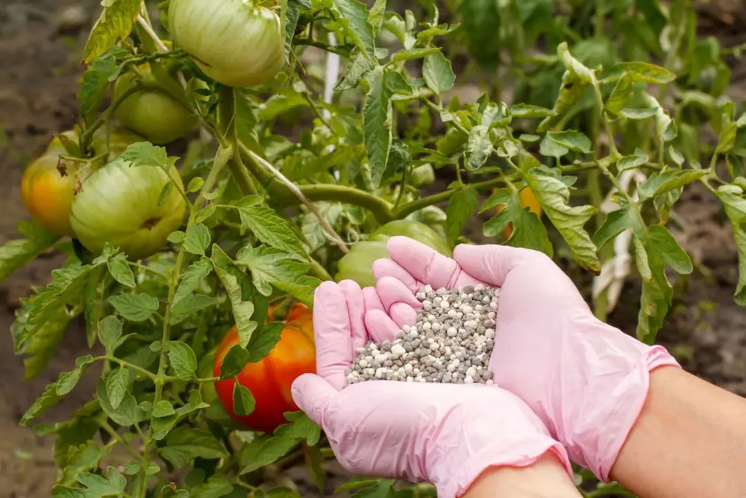 The Complete Tomato Fertilizer Guide