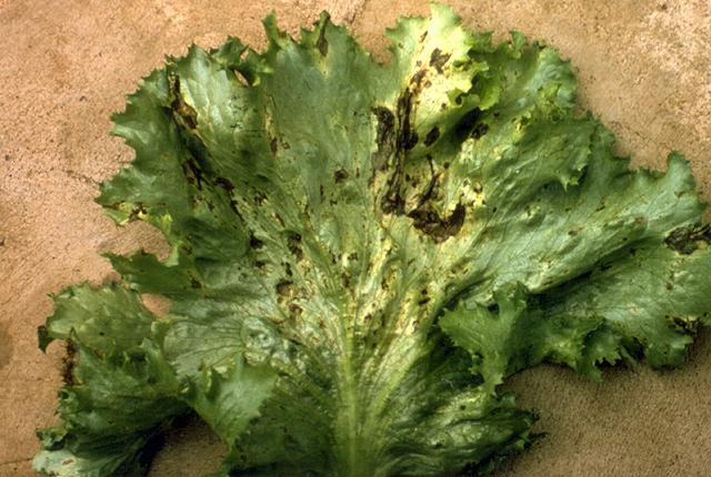 Understanding Lettuce Bacterial Leaf Spot