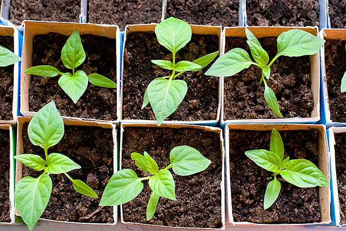 When to Plant Peppers: The Complete Regional Timing Guide