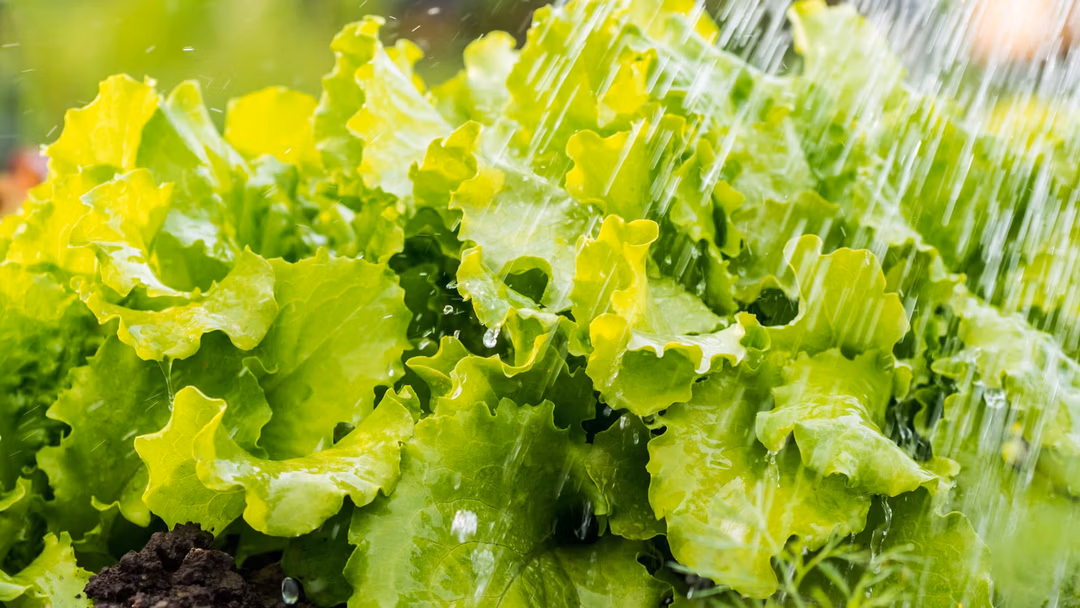 Lettuce Watering Guide: How to Water the Right Way