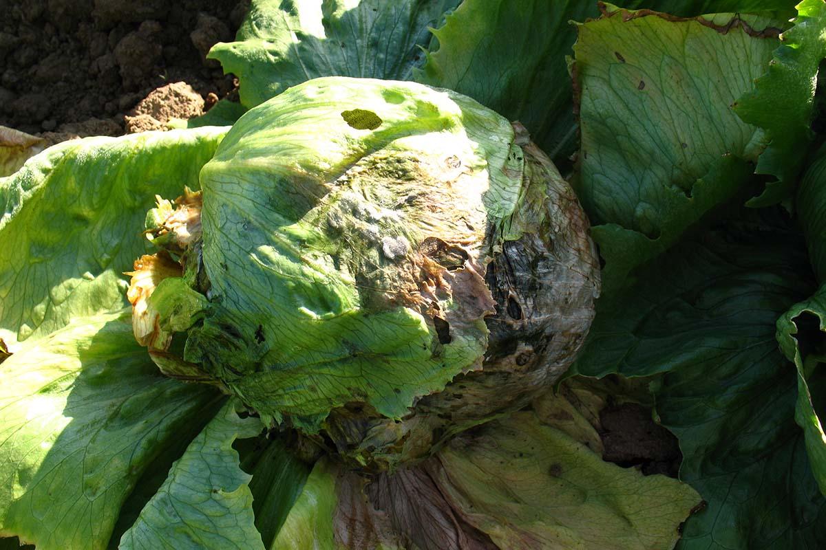Organic Lettuce Disease Control A Comprehensive Guide - plant care guide and tips by Plantlyze plant experts