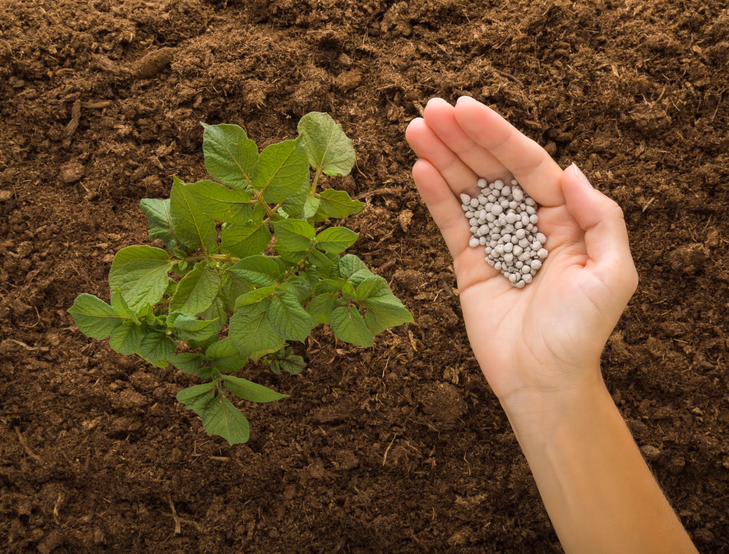 Potato Fertilizer Guide: Timing, Nutrients and Growth Stages