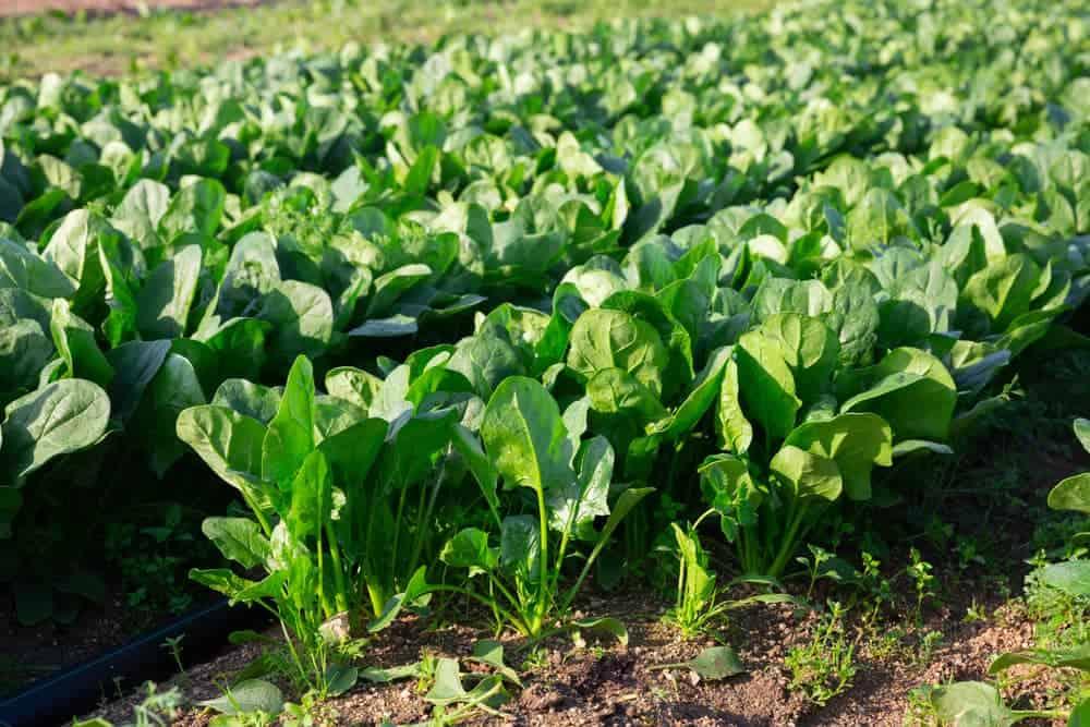 How to Grow Spinach: A Beginner's Guide