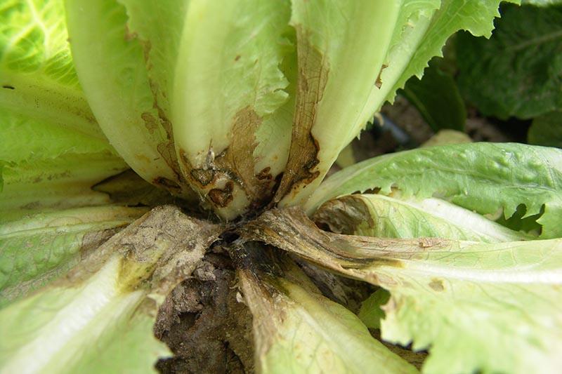 The Complete Guide to Lettuce Diseases