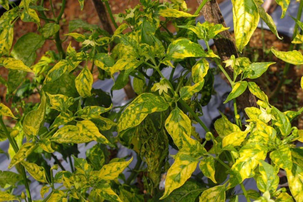 Pepper Diseases A Gardeners Guide To Spotting Treating
