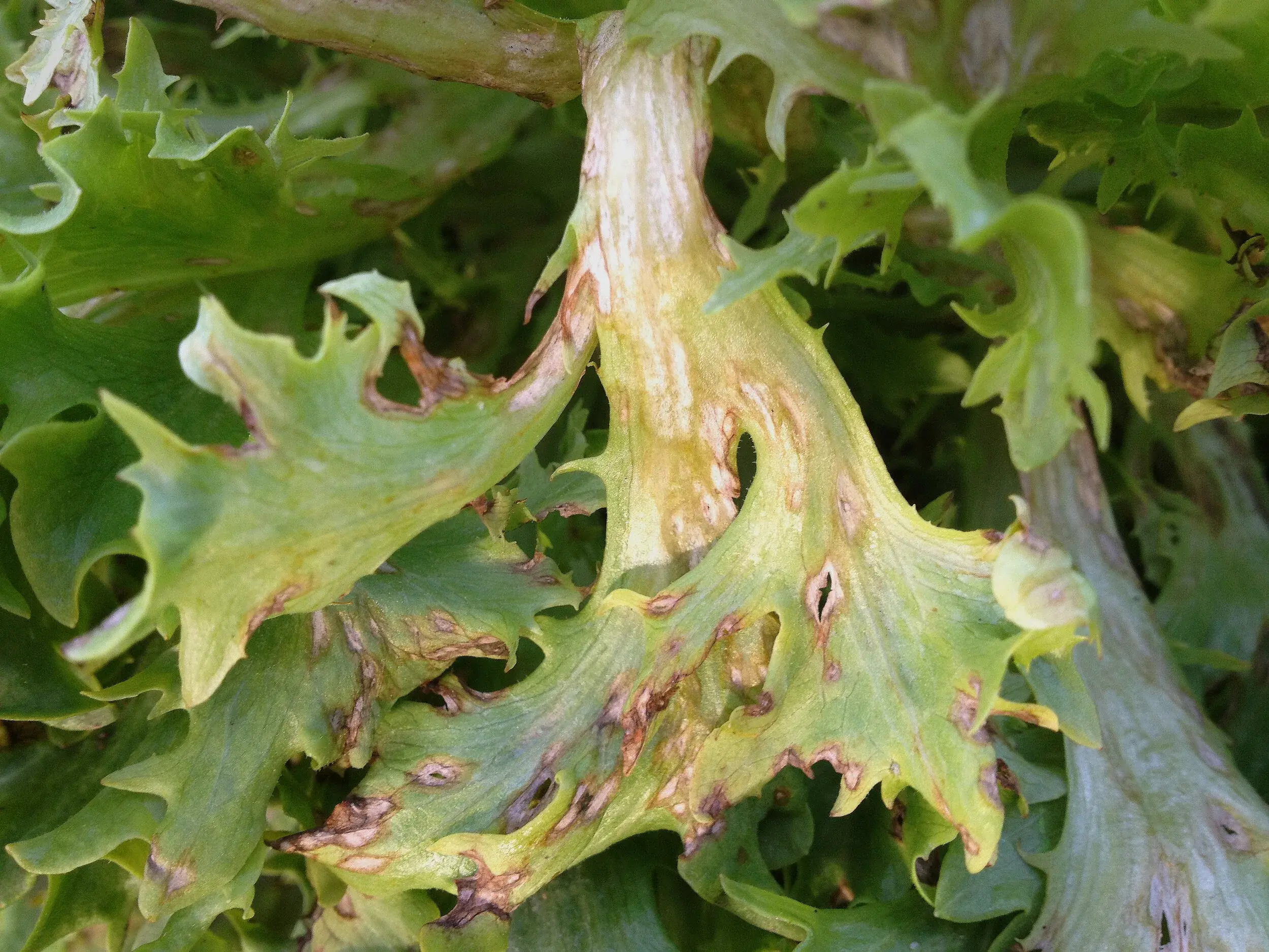 Lettuce Anthracnose The Complete Guide - Lettuce Anthracnose guide and tips by Plantlyze plant experts