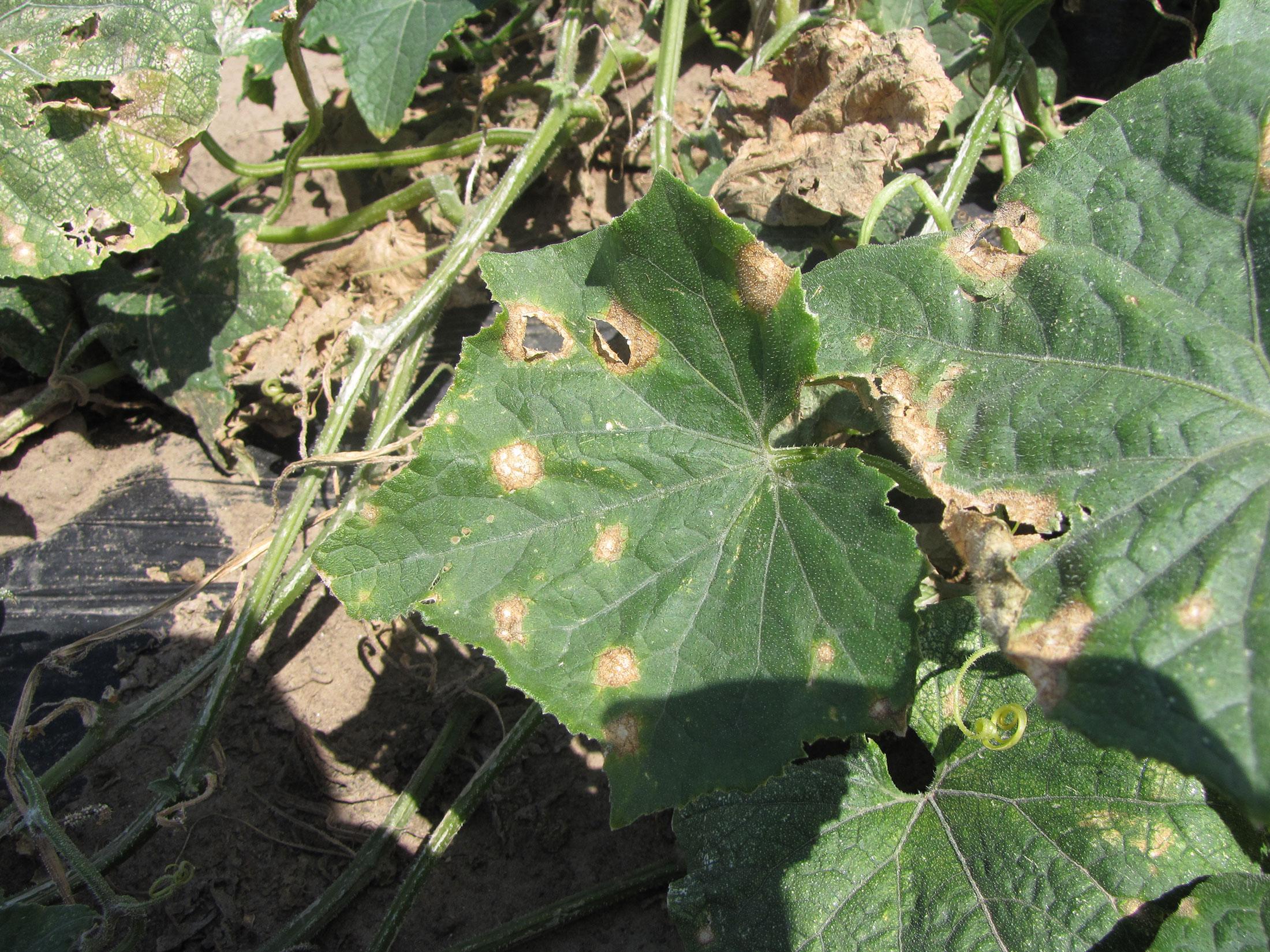 Cucumber Anthracnose Complete Guide - Cucumber Anthracnose guide and tips by Plantlyze plant experts