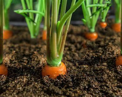 When to Plant Carrots: Complete Planting Guide by Zone