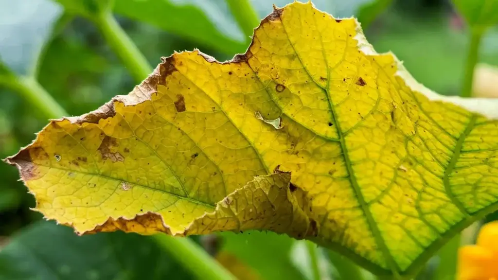 Zucchini Nutrient Deficiency Symptoms