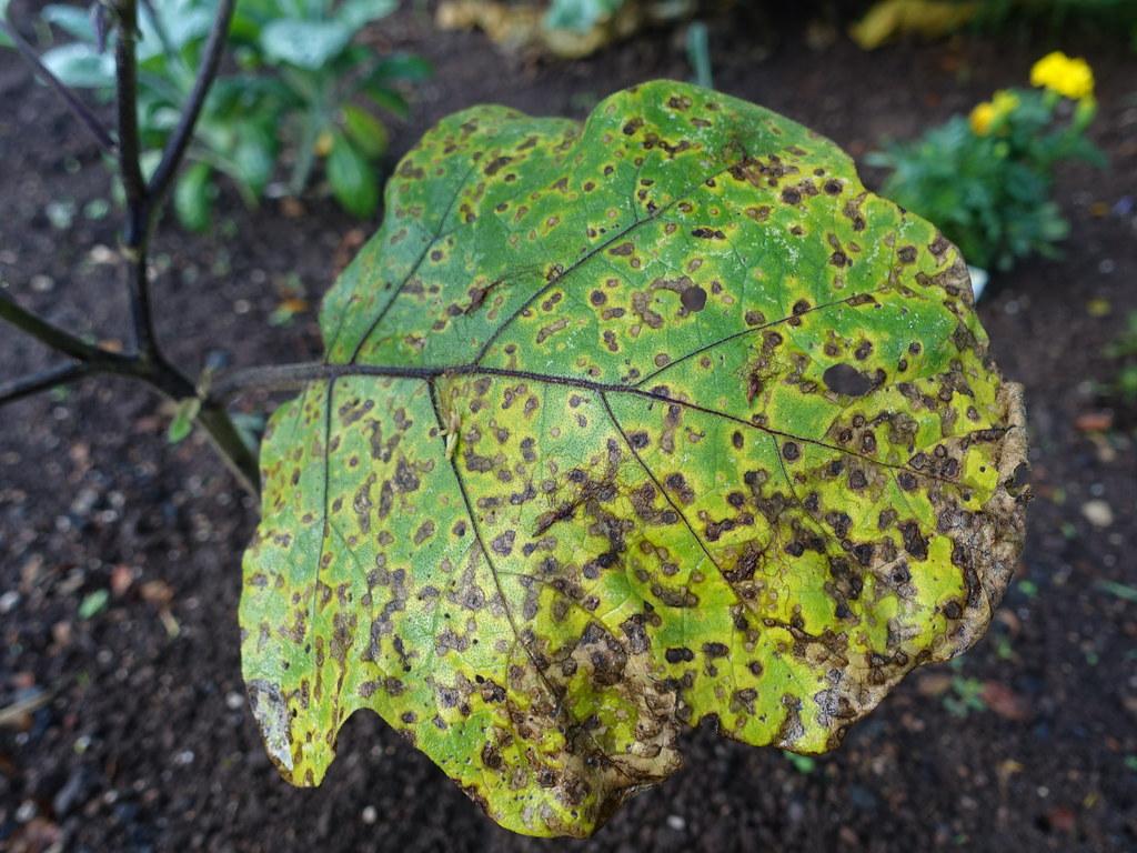 Eggplant Leaf Spot: How to Identify and Stop 