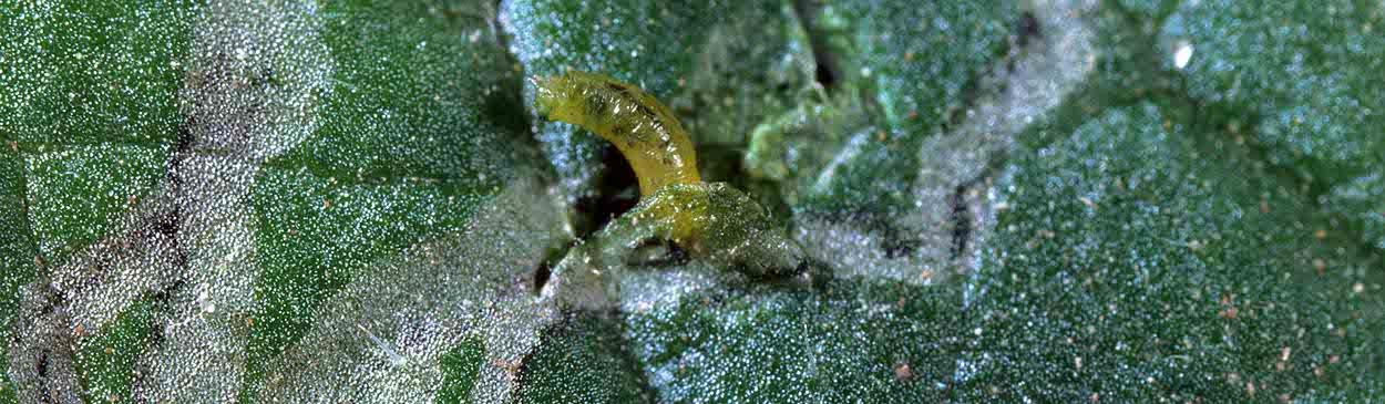 Spinach Leaf Miners How to Identify and Stop Them - spinach leaf guide and tips by Plantlyze plant experts