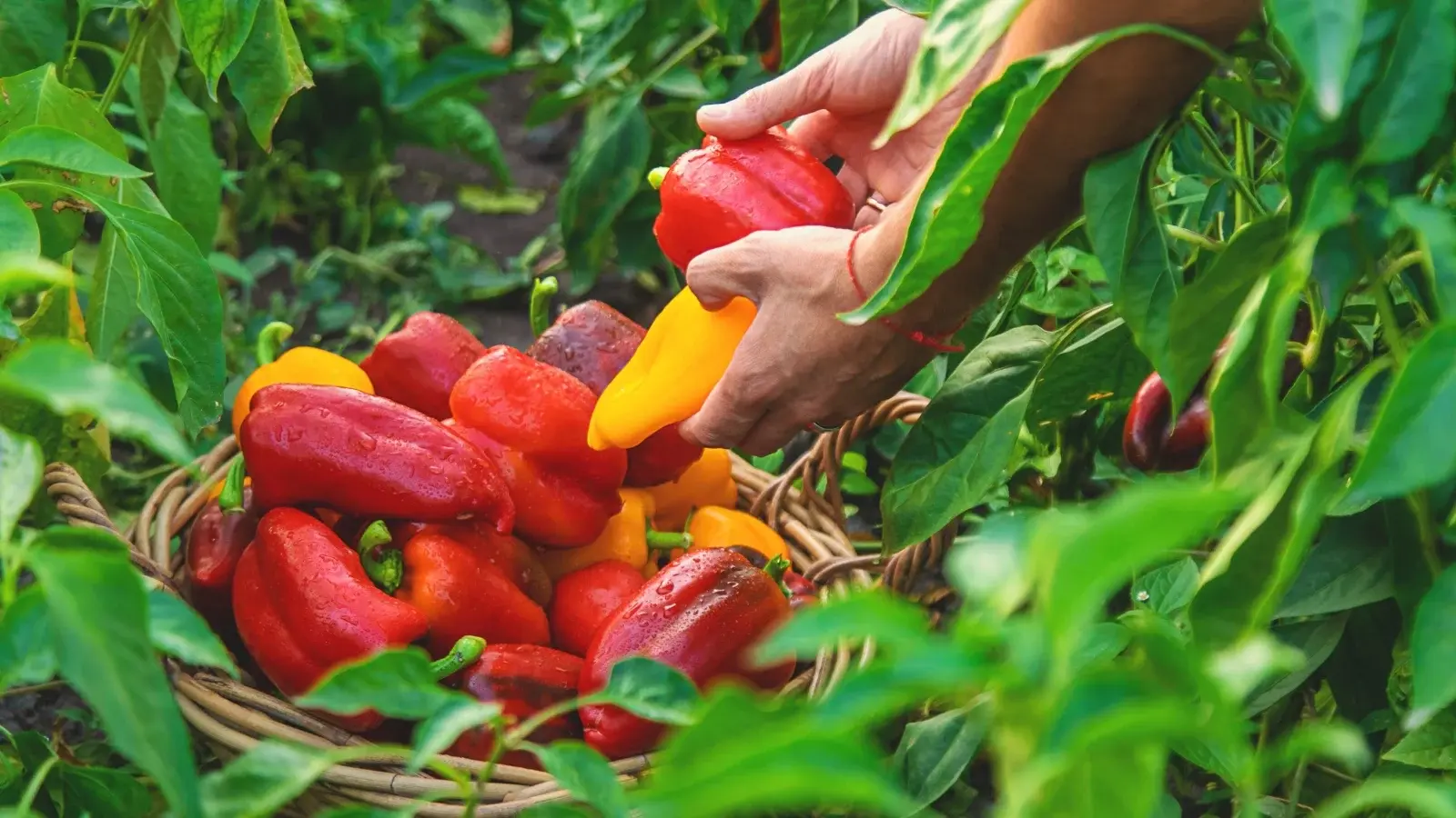 How to Harvest Peppers Complete Guide - plant care guide and tips by Plantlyze plant experts