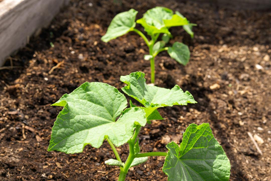Cucumber Best Soil: pH, Drainage and Preparation Guide